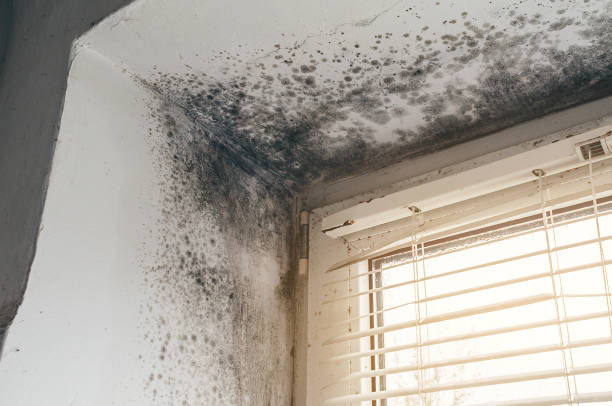 Affordable Mold Removal solutions in Fair Lawn, NJ